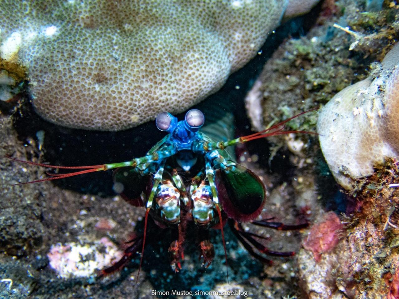 Teluk Karang Dive&Spa Resort Tejakula Luaran gambar