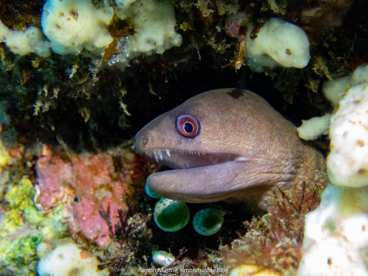 Teluk Karang Dive&Spa Resort Tejakula Luaran gambar