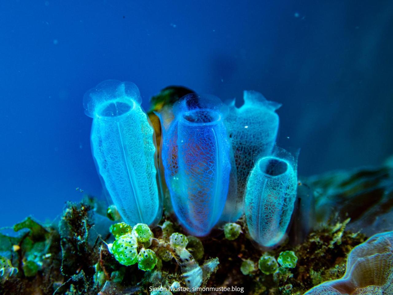 Teluk Karang Dive&Spa Resort Tejakula Luaran gambar