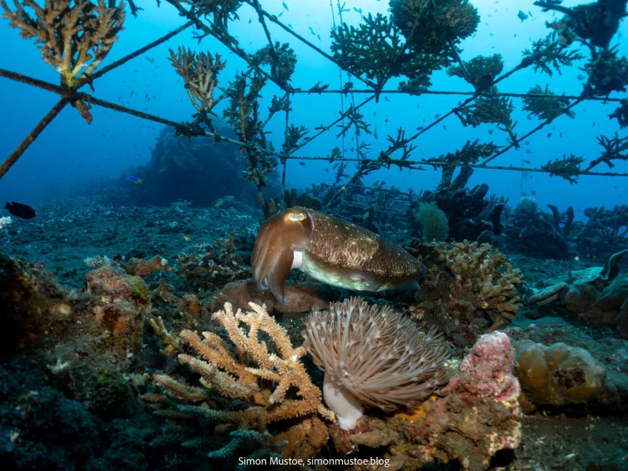 Teluk Karang Dive&Spa Resort Tejakula Luaran gambar